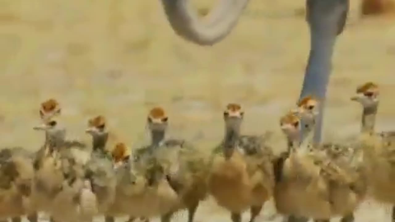 Protective father Ostrich chases away a Jackal