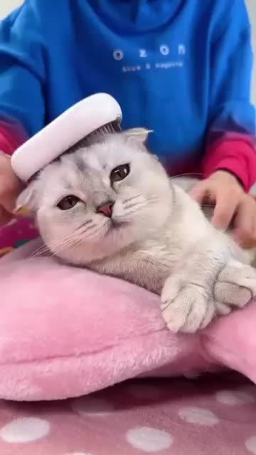 Cat kills Christmas decoration 😹