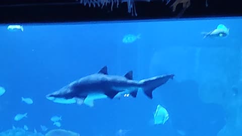 Phuket - Aquaria lV. (Thailand)