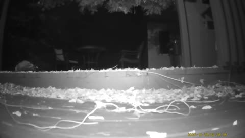 Wildlife Filmed By Haza PR800 Wild Camera, Levagood Area, Dearborn, Mich, October 25 To 31, 2025