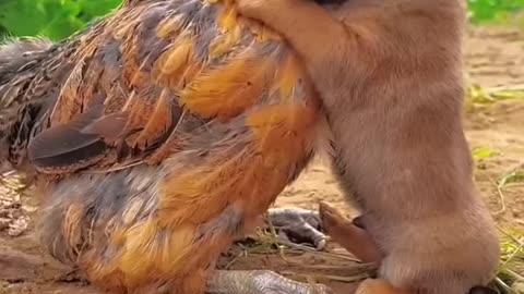 puppy and chicken