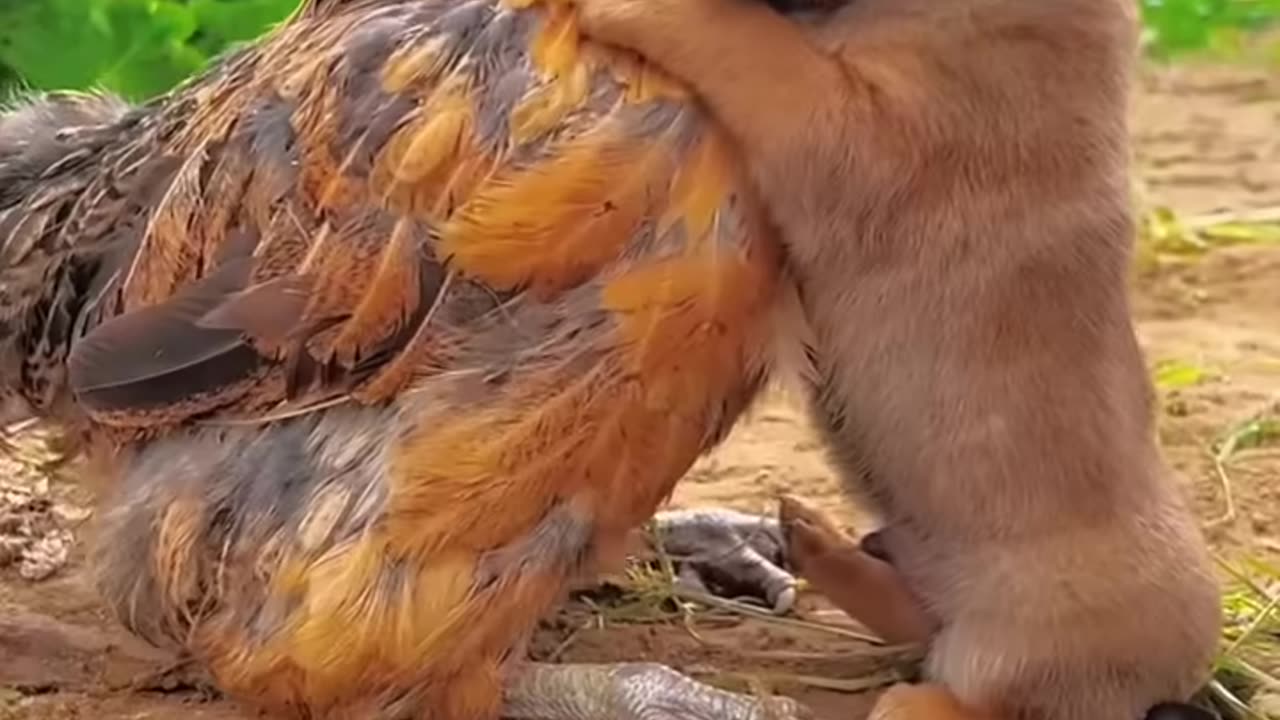 puppy and chicken