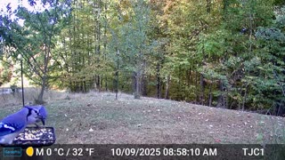 Blue Jays at the Feeder