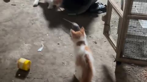 😂🐈 Tom and Jerry in Real Life! | FunFM