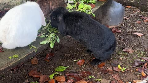 Heartwarming Bunny Love Moments