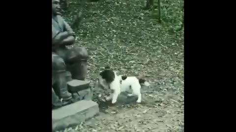 🐶 Funny Animal