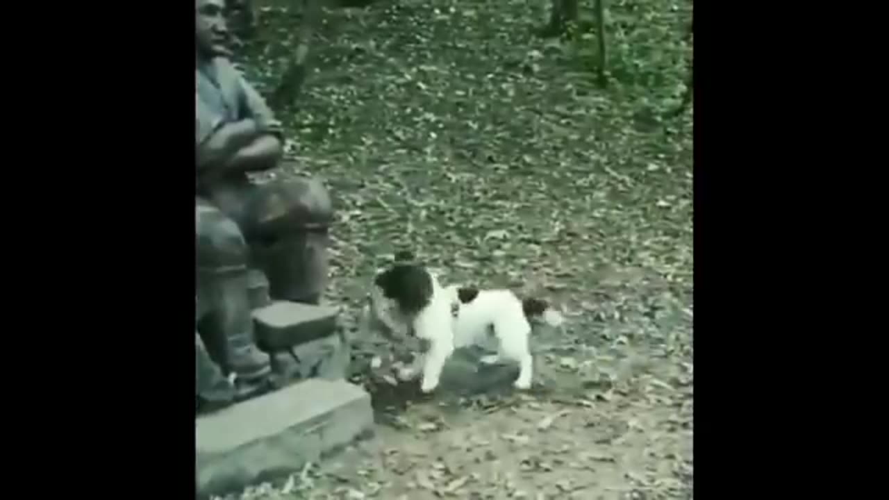 🐶 Funny Animal