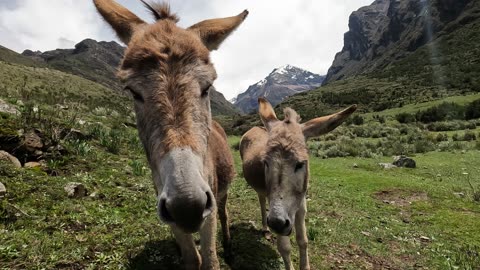 Friends in the mountains