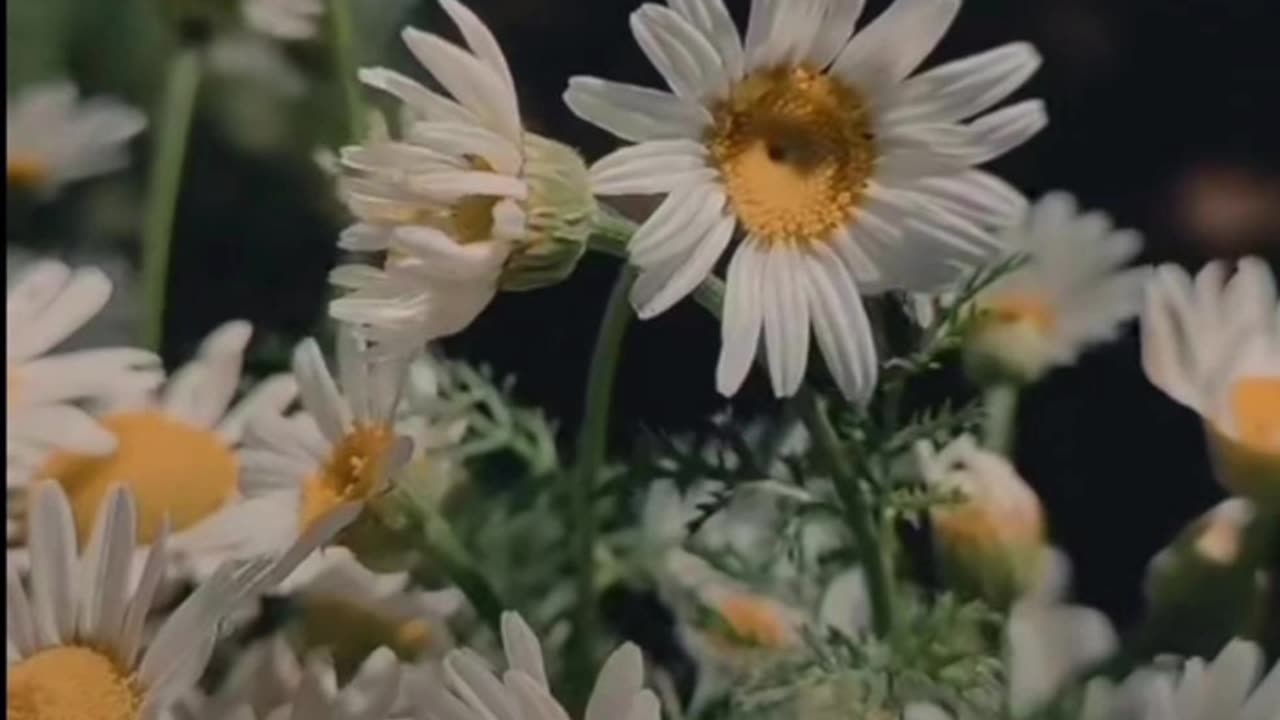 Bu gidiş nereye