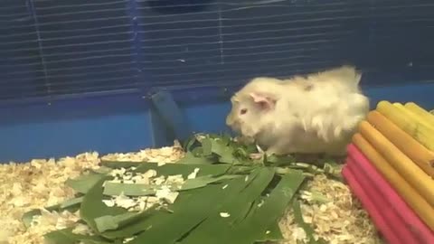 Abyssinian guinea pig gets a new snack, looks like he's going to try it soon [Nature & Animals]