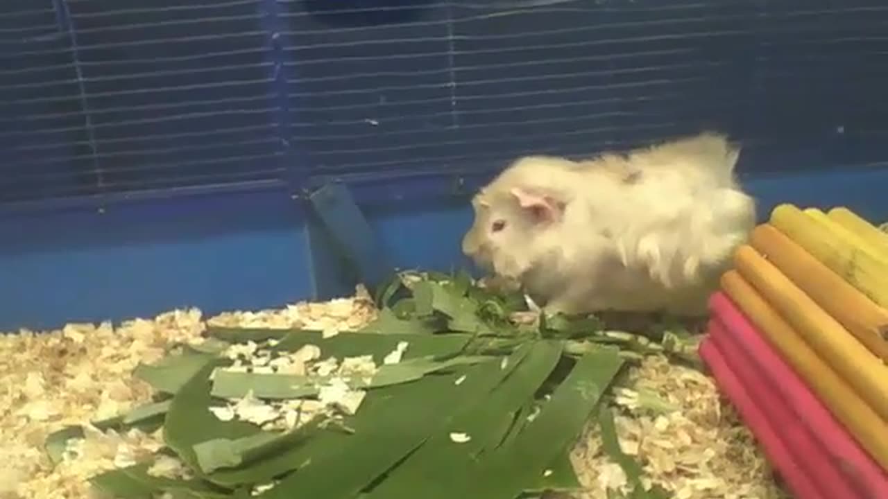 Abyssinian guinea pig gets a new snack, looks like he's going to try it soon [Nature & Animals]