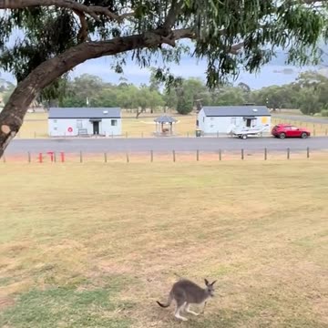 Australian kangaroos