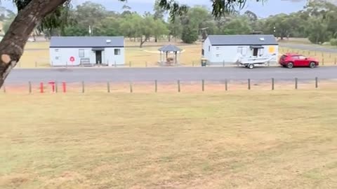 Australian kangaroos