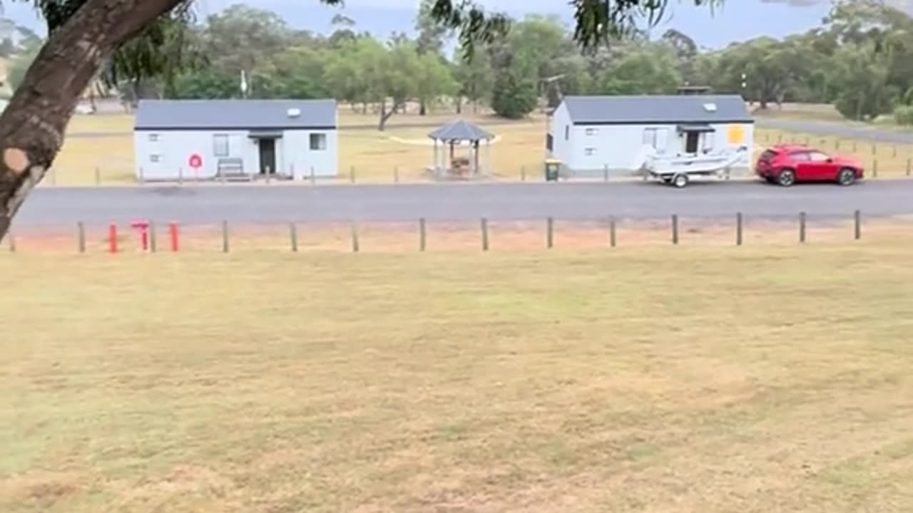 Australian kangaroos