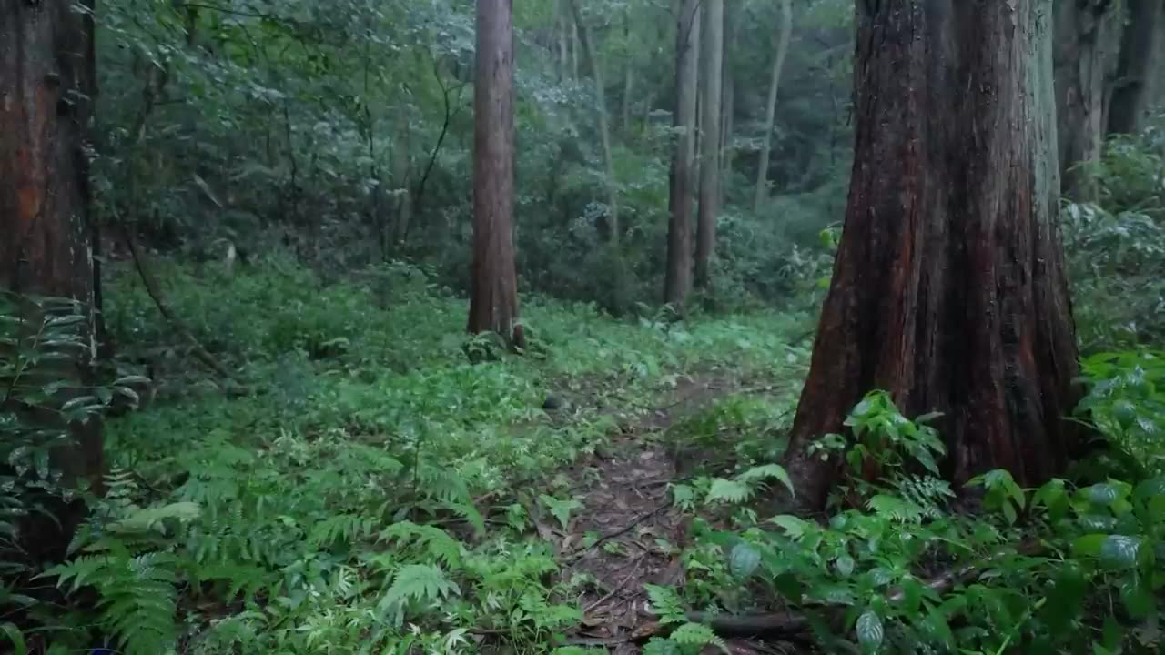 The beautiful forest is raining