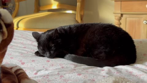 Cute Precious Piper Rests After a Harrowing Experience - Adopting a Cat from a Shelter Vlog