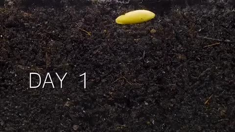 Growing Plants Time Lapse Compilation