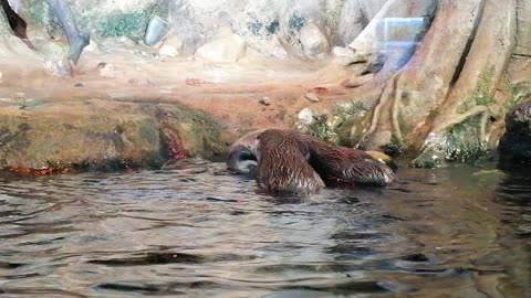 Fun with sea otters.