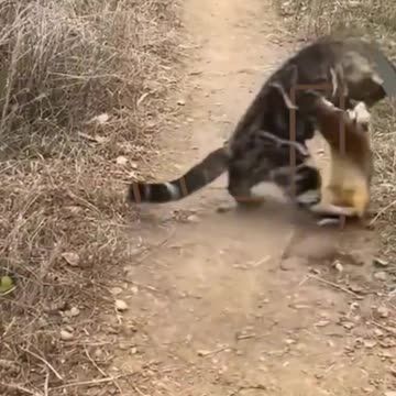 Funny animals video