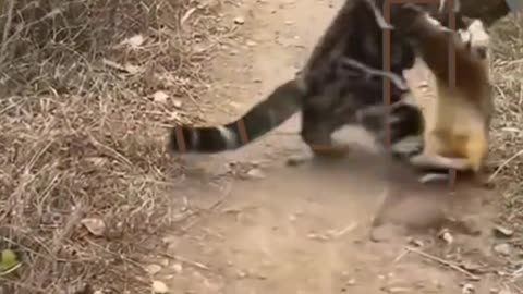 Funny animals video