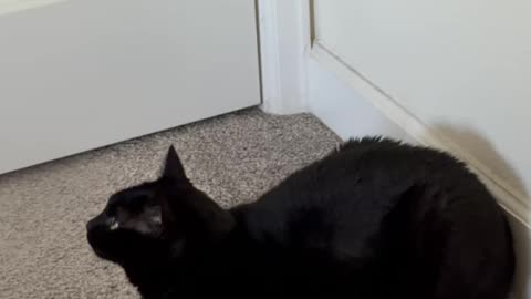 Cute Precious Piper Does a Perfect Loaf Statue - My Adopted Shelter Cat Vlog. #shorts