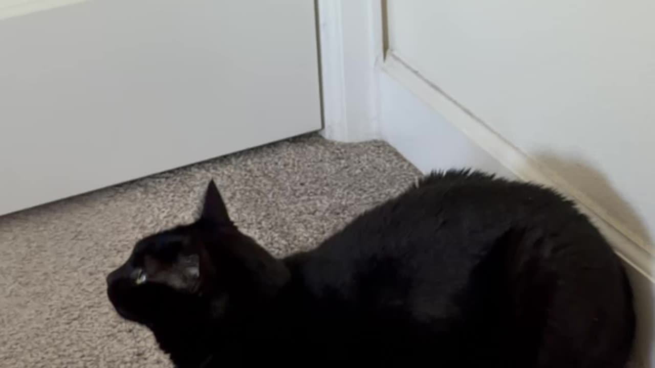 Cute Precious Piper Does a Perfect Loaf Statue - My Adopted Shelter Cat Vlog. #shorts