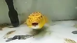 Fish who eats everything thrown at it