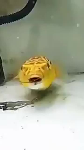 Fish who eats everything thrown at it