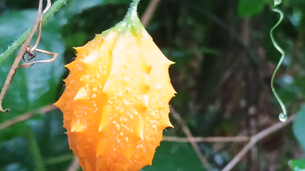 Naturaleza colombiana