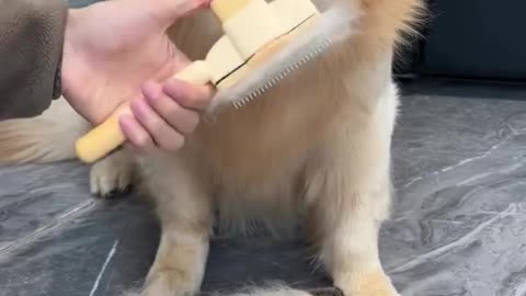 Cleaner Coat, Happier Home 🐶✨