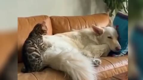 CAT & DOG ARE FRIENDS