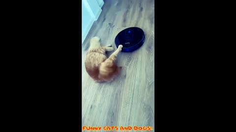 Funny Cats and Dogs!