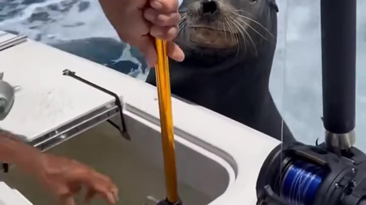 The seal climbed onto the boat and is asking the fisherman for fish