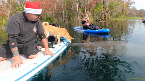 Shiba Inu Meets a Manatee