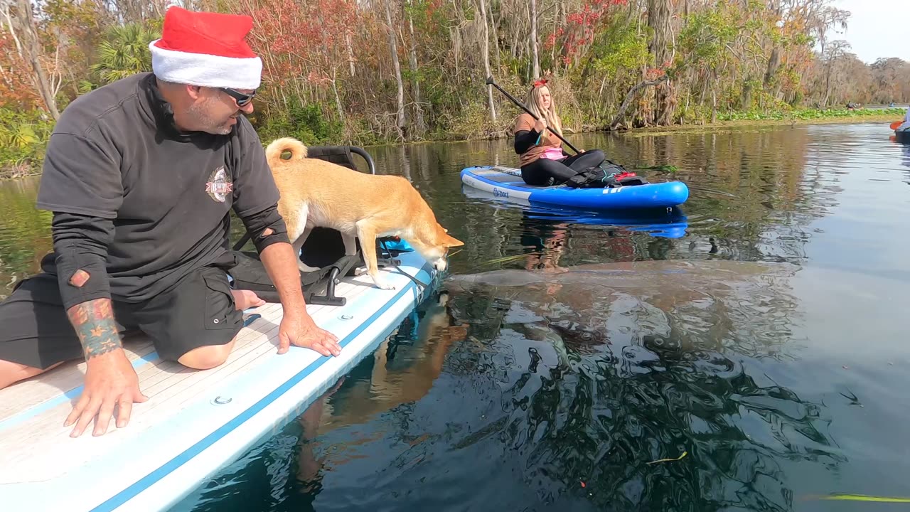 Shiba Inu Meets a Manatee