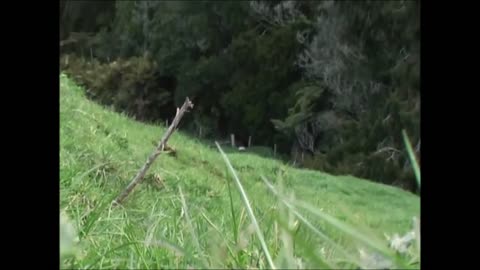 Fallow deer evening hunt