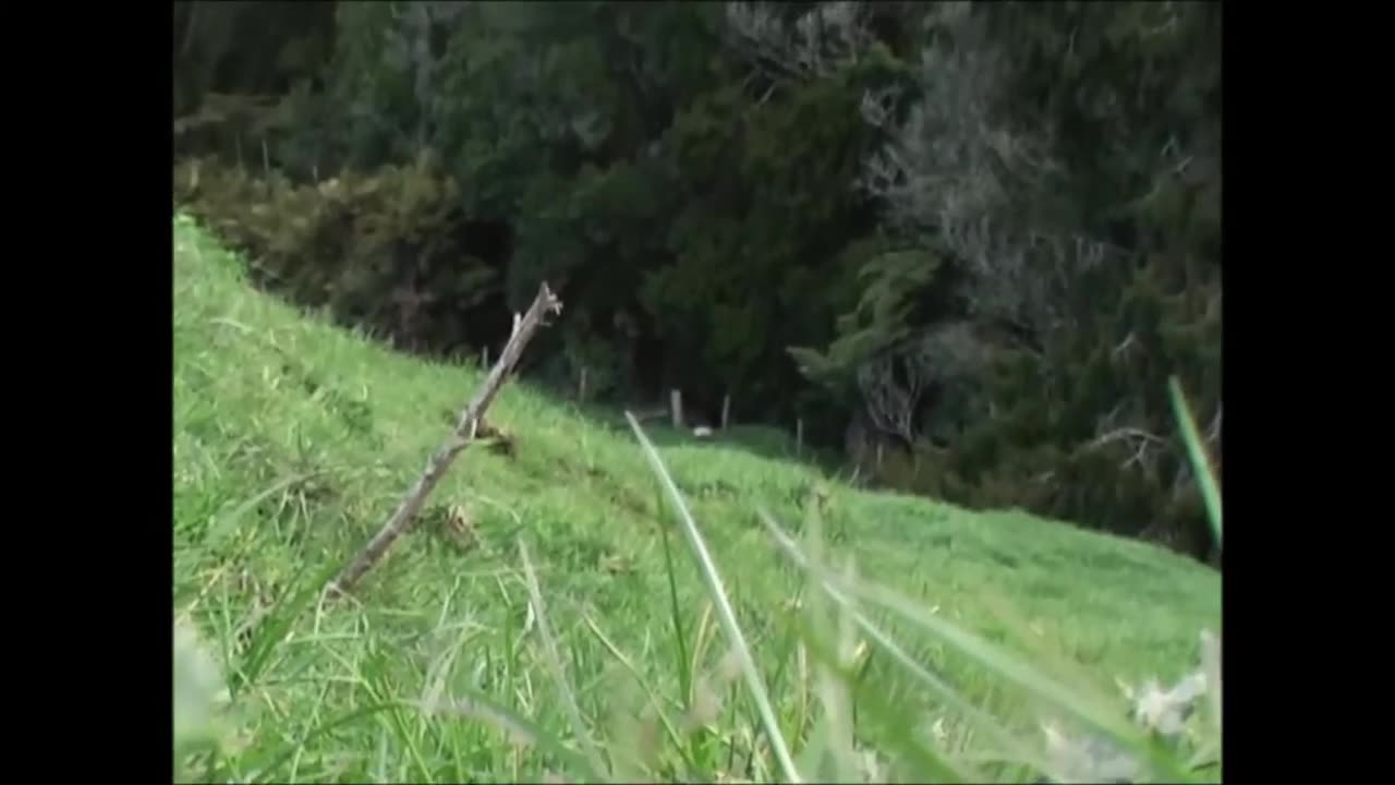 Fallow deer evening hunt