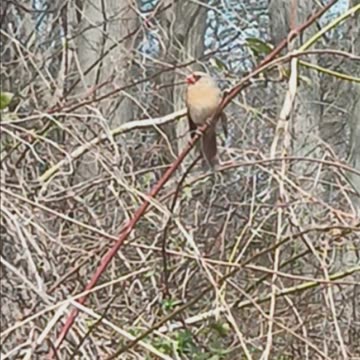 Northern cardinal