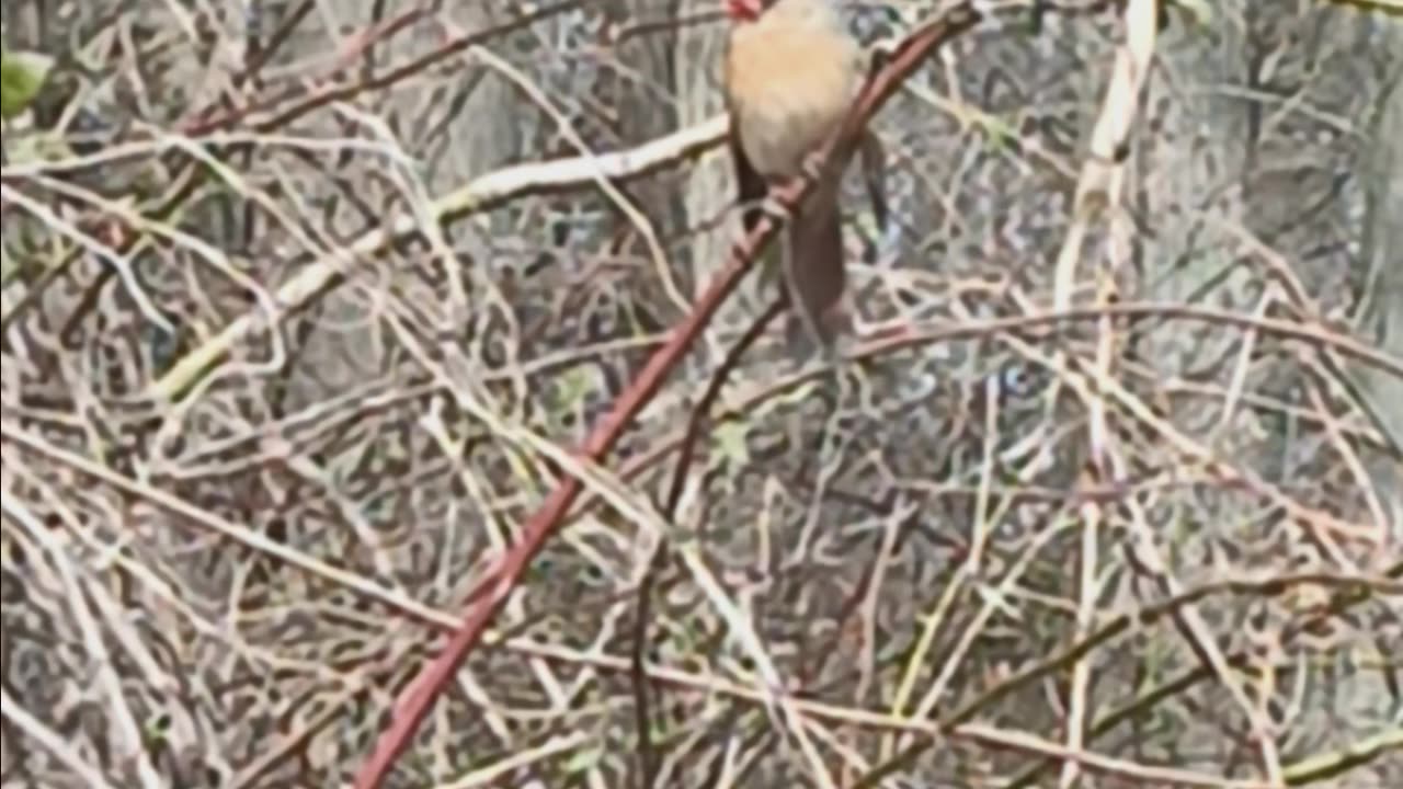 Northern cardinal