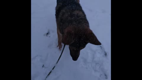 Virgil german shepherd.