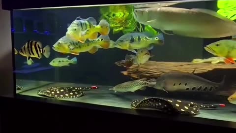 Room full monster fish