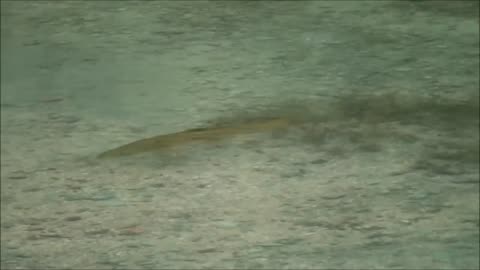 Lake Waikerimoana roar trip