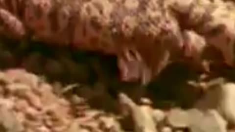 Shocking! Gila Monster Caught Raiding a Nest for Eggs