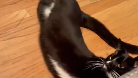 Cats Are Smarter Than We Think 😂