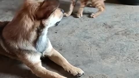 Funny Dog and cat