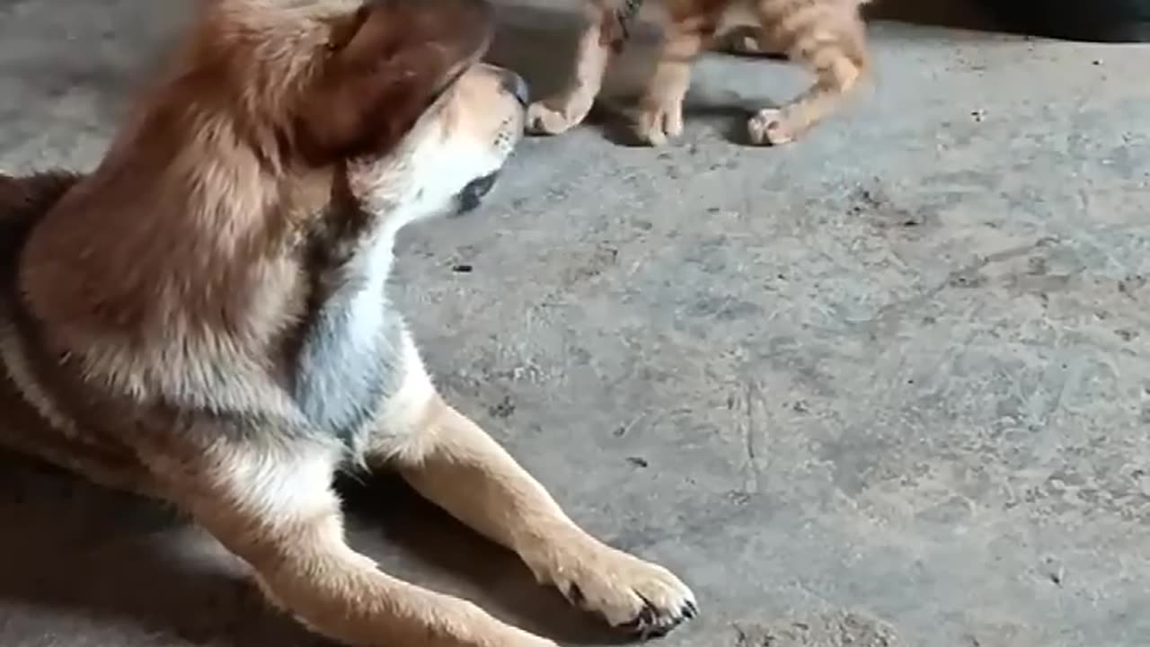 Funny Dog and cat