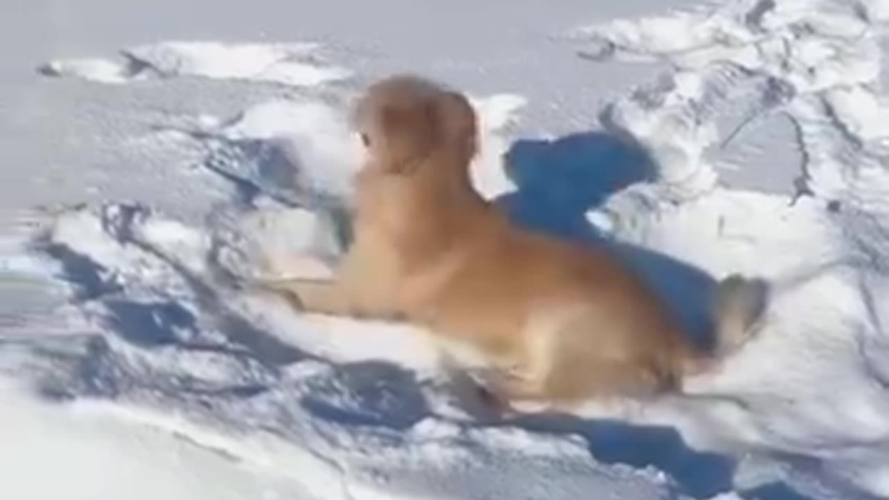 We are 🐕 😍 and we have our moments, very fun,