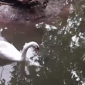 swan
