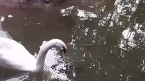 swan