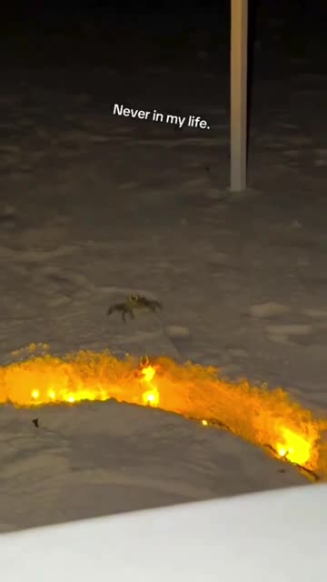 Never knew the crab were so romantic 😂